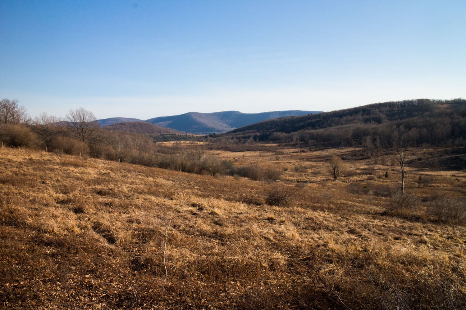 Setting Up Wildlife Cameras: First Look & Land Security